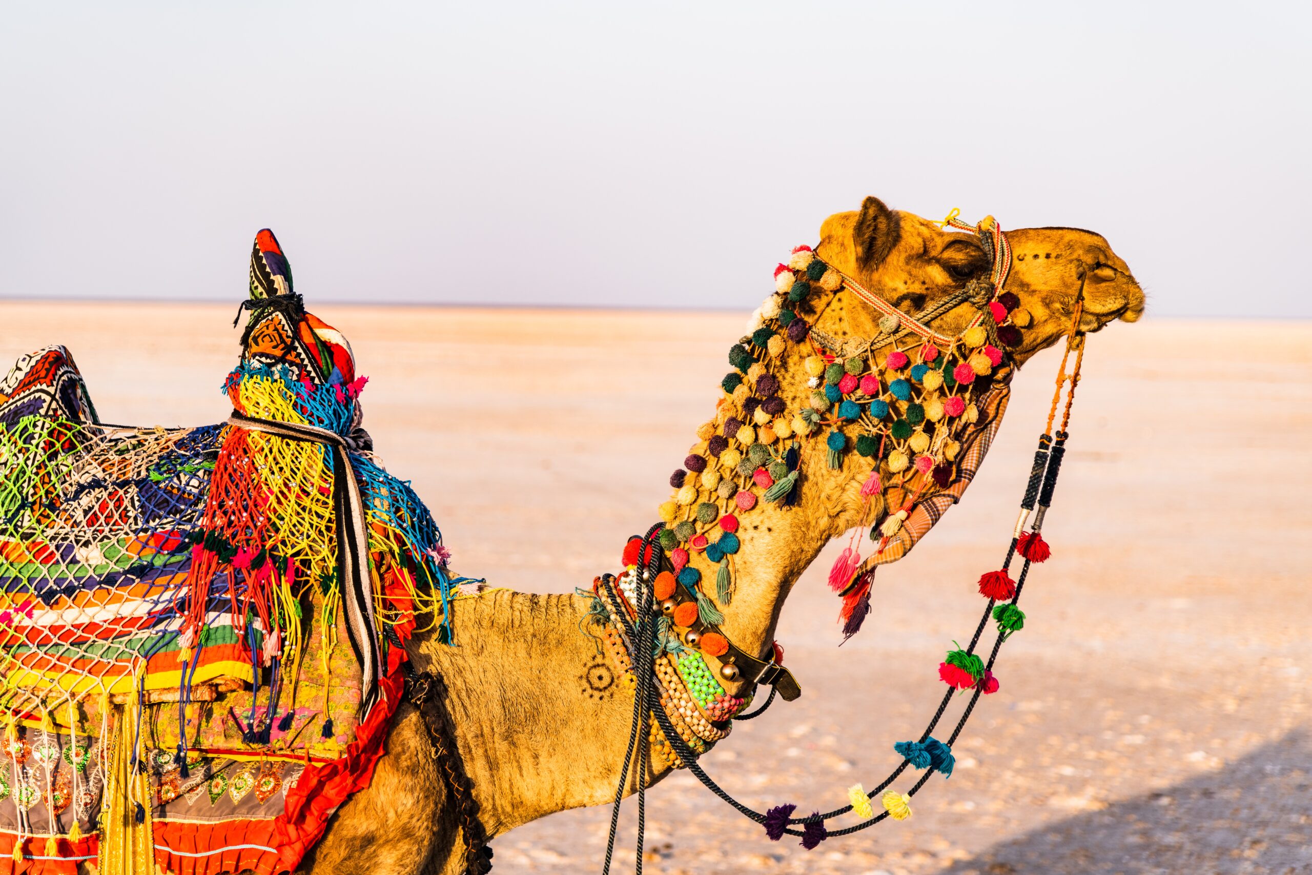 RANN OF KUTCH